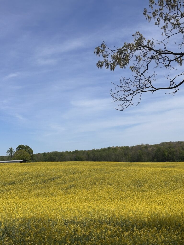 Canola field in full bloom surrounding the Bloom & Buzz apiary, Carroll County, Tennessee
