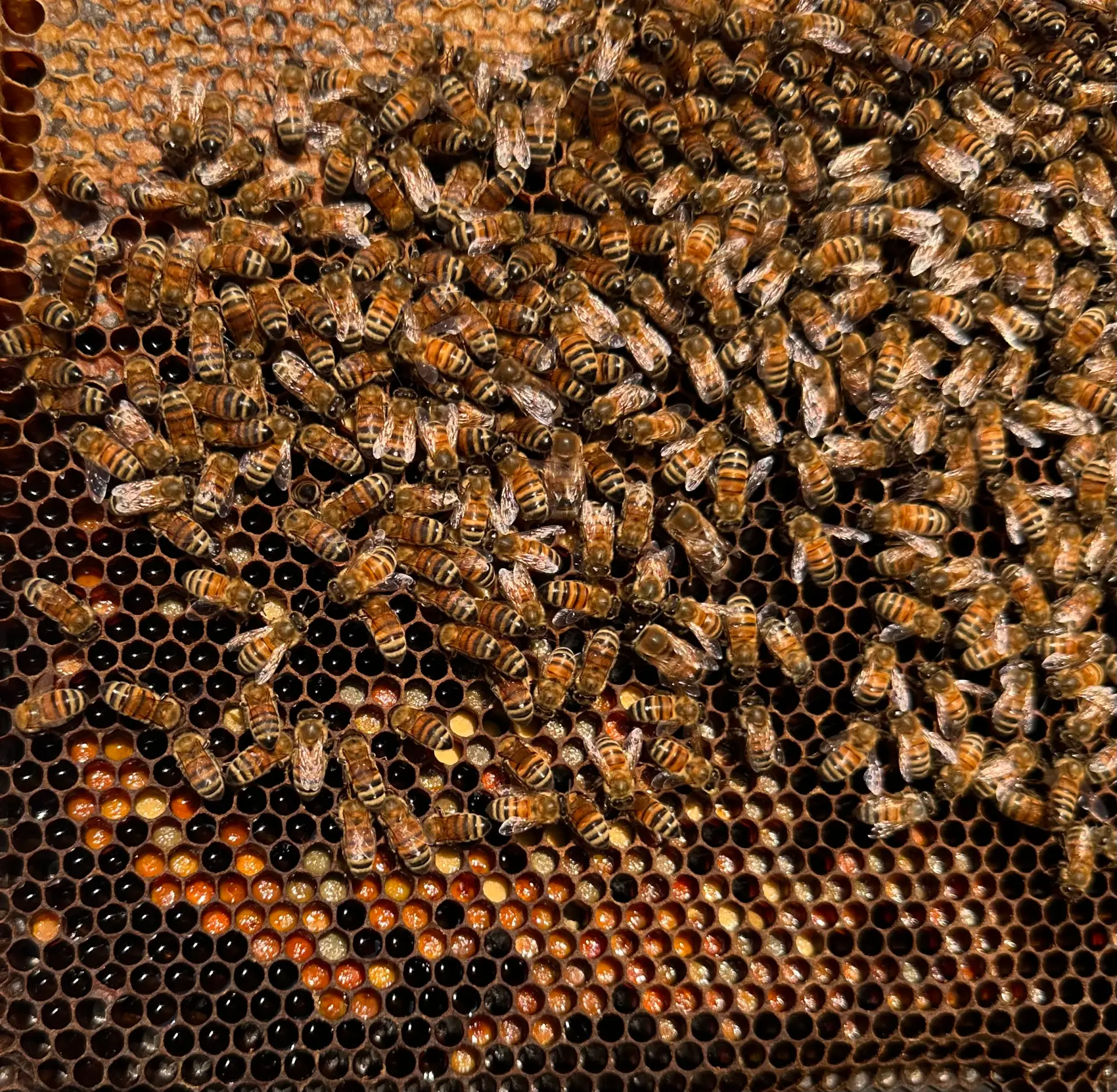 Honey bees on a brood frame at Bloom & Buzz Apiary in Yuma, Tennessee, with uncapped raw honey and pollen stores visible in the comb